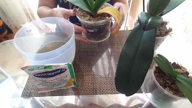 Плановая обработка раствором ФИТОСПОРИНА?24.06.2020 смотреть онлайн