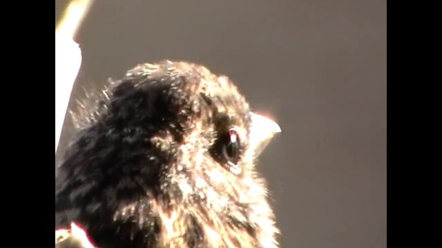 Слеток Белогорлого воробья Young White-throated sparrow смотреть онлайн