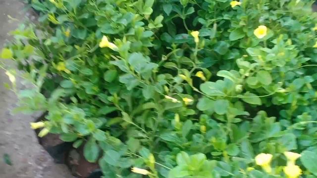 Cheapest plant nursery in Ahmedabad, Roadside plant nursery Ahmedabad,Ahmedabad Nursery смотреть онлайн