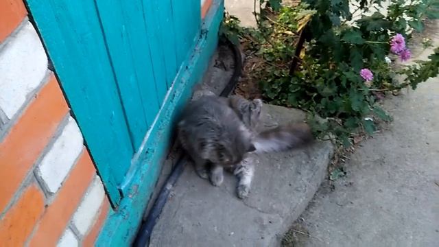 Граф, Нюшка, Жан-Поль и Яся смотреть онлайн