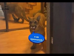 Пума Месси разговаривает с хозяином. Кот провинился