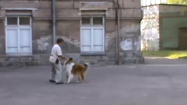 Колли Ларри начинает танцевать смотреть онлайн