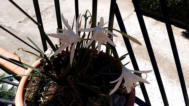 Giglio di mare (Pianta rara in via d'estinzione ) смотреть онлайн