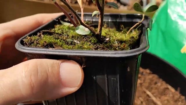 Брусника садовая. Посадка саженца брусники Коралл.