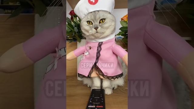 Смешные коты - Майя ? #смешныекоты #кошка #кот смотреть онлайн