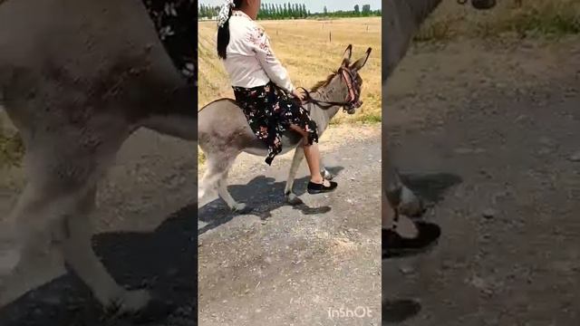 Wishing my family members good health and happiness forever! Let's ride a donkey смотреть онлайн
