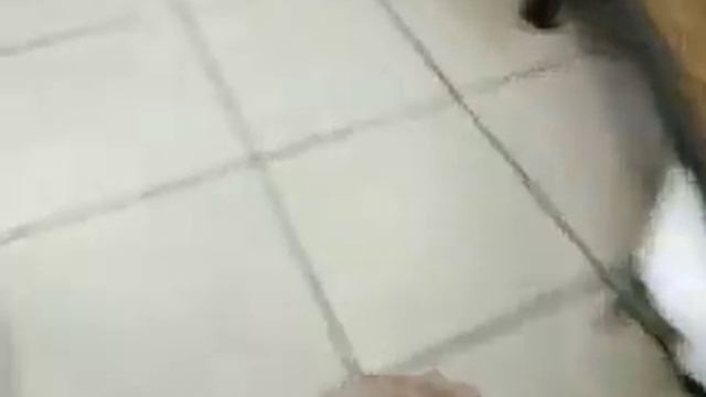 Прогулка какаду смотреть онлайн