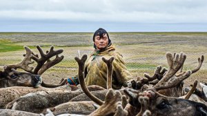 Как оленеводы ориентируются в тундре | Факты