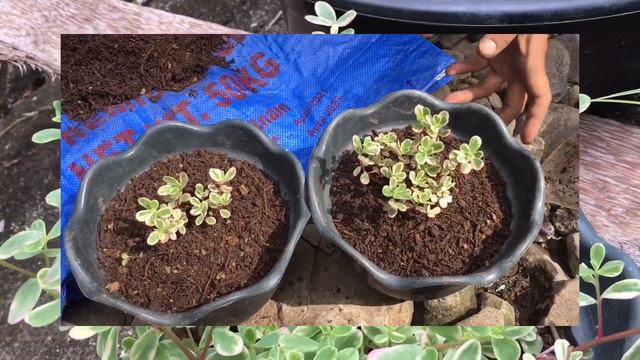 Mabilis Na Pagpapalago Ng Tricolor Portulaca
