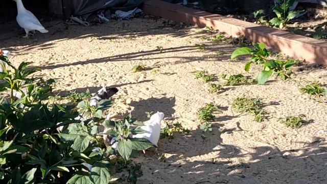 Тренировка бакинцких голубей и нагул молодежи