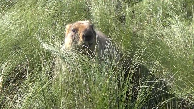 Охота на Сурка без оружия)) Байбак взят живым! смотреть онлайн