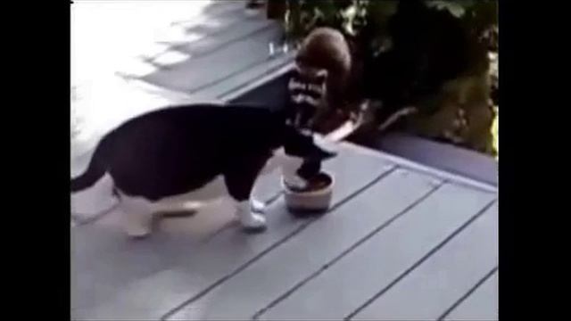 кошка и енот смотреть онлайн