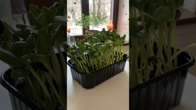 Микрозелень. В чем ее секрет? смотреть онлайн