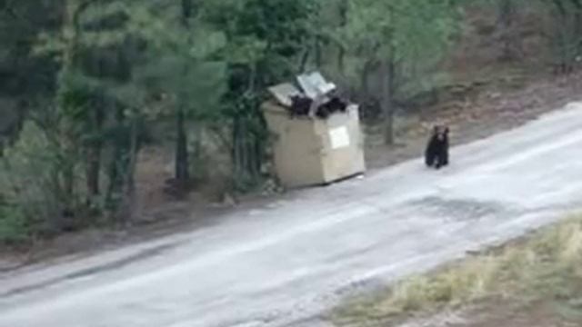 Operation BEAR CUB rescue! Stuck in dumpster REAL! смотреть онлайн