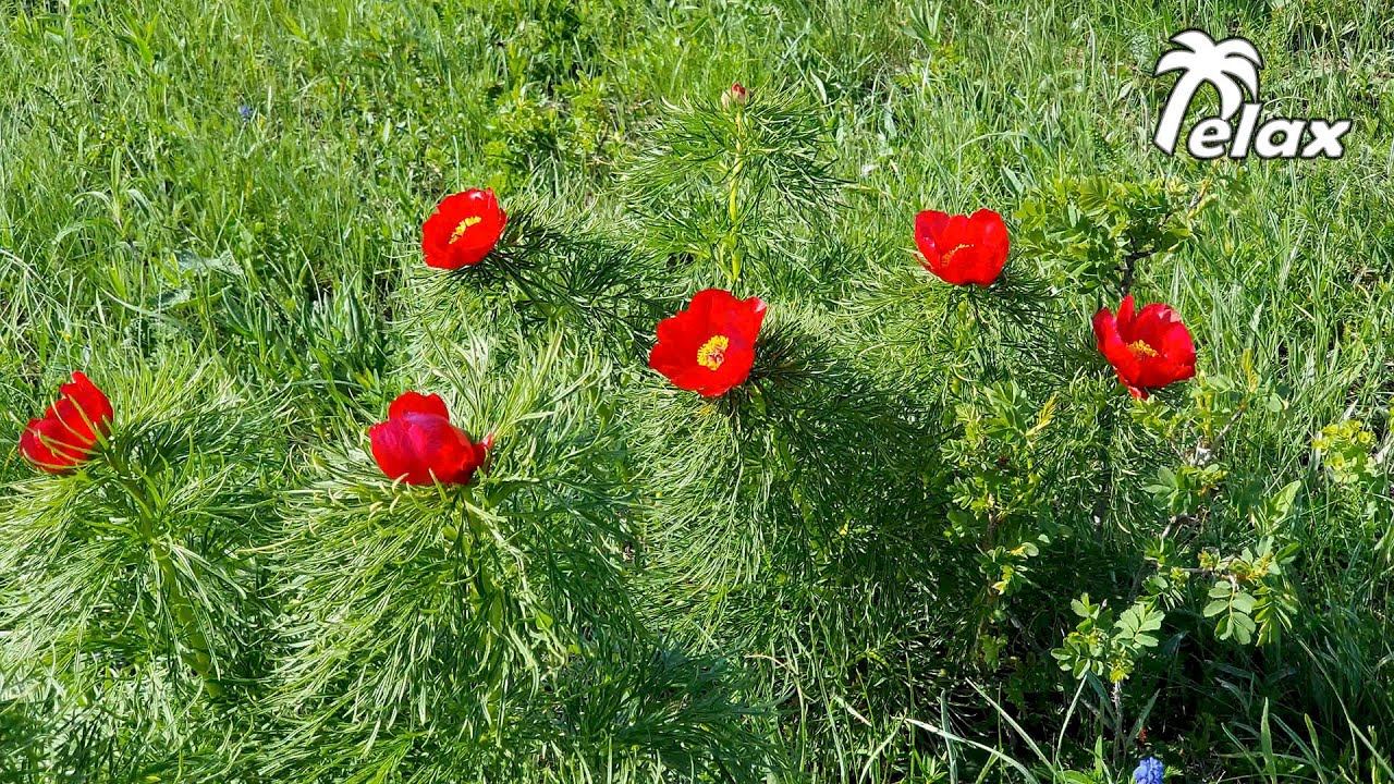 Relaxing Birdsong and the Sound of Crickets among Paeonia tenuifolia flowers смотреть онлайн