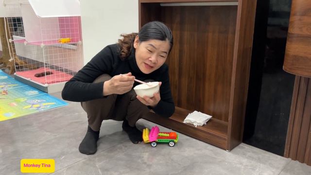 Baby Monkey Tina Ruined The Tissue File And Ran Away When She Saw Grandma!