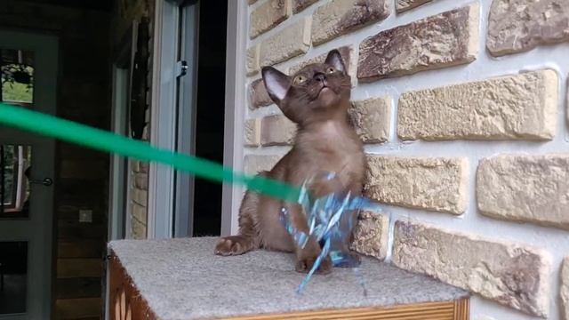#БУРМАХЭМ / Бурманский котенок / Соболиный окрас / Burmese kitten смотреть онлайн