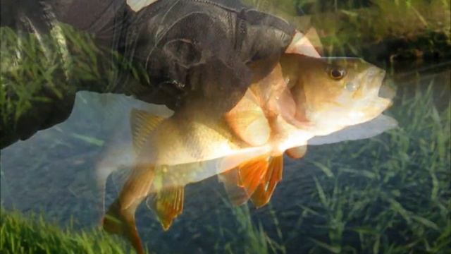 Рыбалка на Угре. Голавль, окунь на спиннинг. / Spin Fishing on Ugra River. Perch & Chub. 2014.05.11 смотреть онлайн