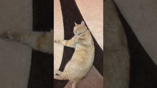 Нельзя тянуть кота за хвост! смотреть онлайн