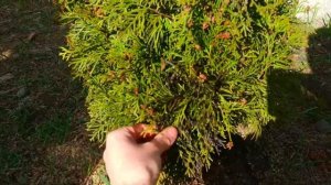 ПОЧЕРНЕЛИ ТУИ: причина и простое решение проблемы! Накажем виновника?!