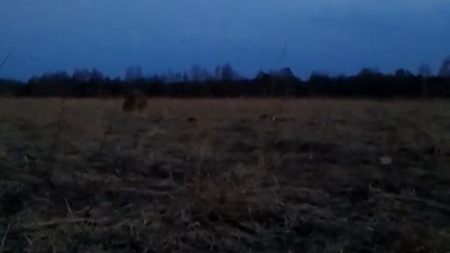 Тетерев на току.MPG