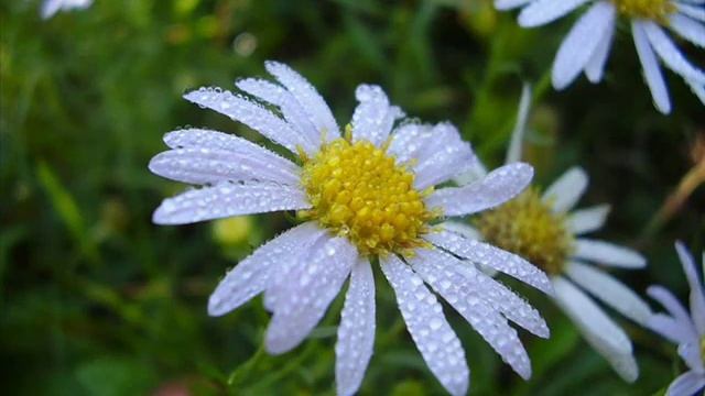 G G Byron Twilight смотреть онлайн