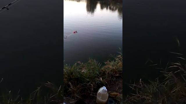 Рыбалка на карася .хороший улов ! Ростовская обл .Волгодонск . смотреть онлайн