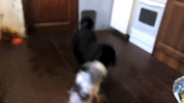 Тибетский мастиф и бивер-йоркширский терьер смотреть онлайн