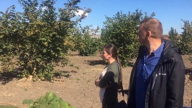 Фундук Трапезунд и Шедевр урожай с 300 деревьев 24 центнера смотреть онлайн