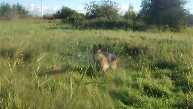 golf en libertée se défoule vive la pleine a perte de vue 001 смотреть онлайн