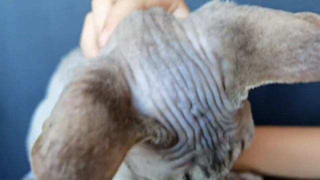 У МОЕГО КОТА РАСТЁТ ЧЕЛКА? смотреть онлайн