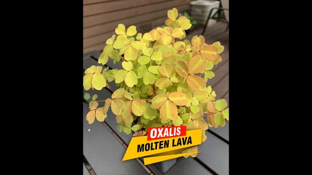 47 Oxalis Varieties with name | Beautiful Butter Fly Plants смотреть онлайн