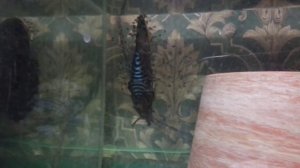 как развести дискусов.HOW TO: Keep Discus, Symphysodon, от брачных игр до малька, Zierfische