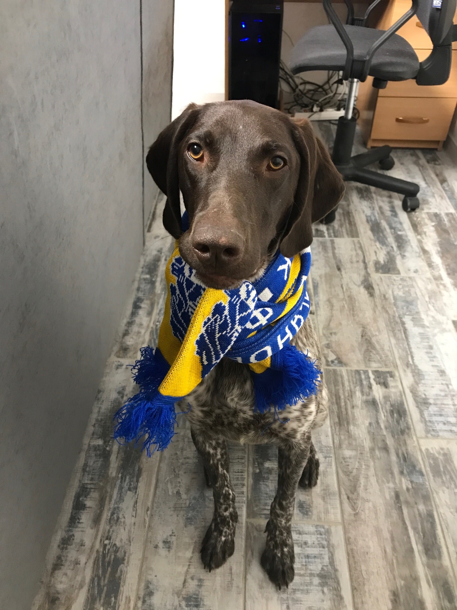 Как защитить собаку от клещей. смотреть онлайн