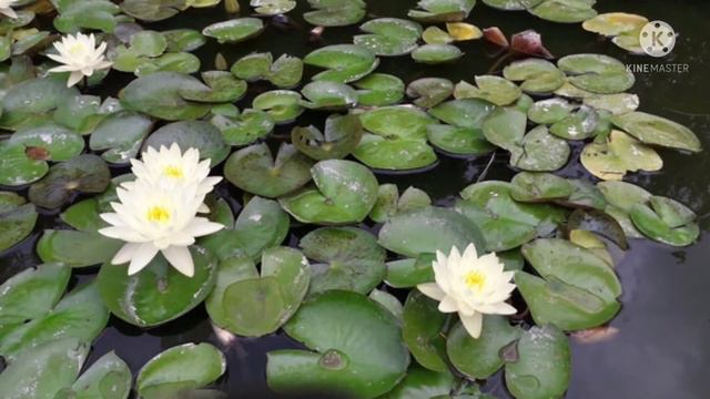 Размышления. Геннадий фуга. смотреть онлайн