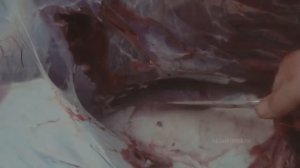 Нож Егерь сталь D2 - разделка лося сеголетка