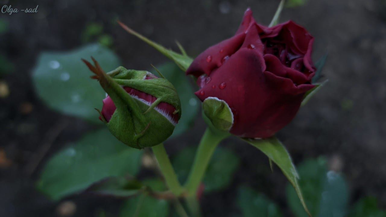 Питомник "Розы вдохновения"Посадка осень 2019. смотреть онлайн