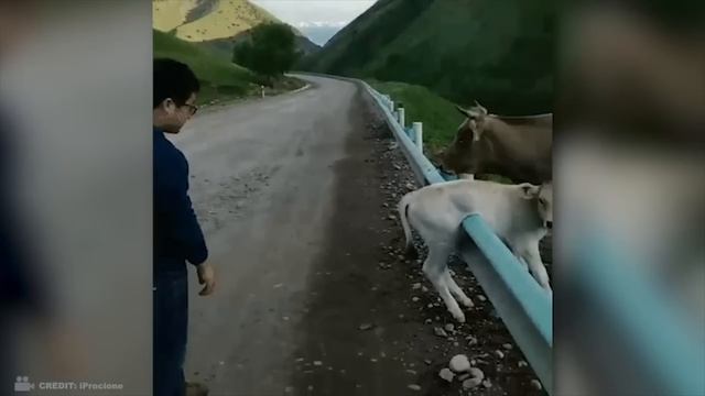 Эти Животные ЗВАЛИ на ПОМОЩЬ! Попробуй НЕ ЗАПЛАКАТЬ и Спасение животных!(4) смотреть онлайн