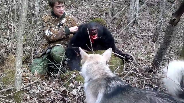 Охота на белогрудку. смотреть онлайн