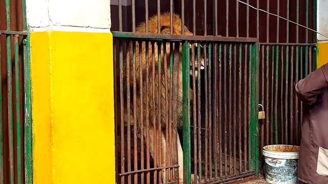 Lion🦁 Strongest Animal in The World😯 смотреть онлайн