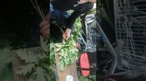 Станок для вязки дубовых веников