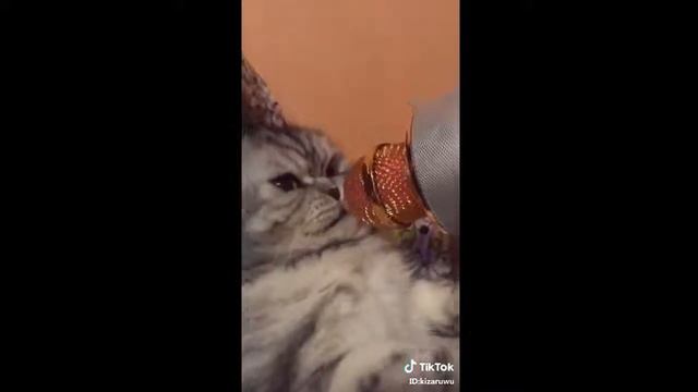 Улетное видео #11 Кошка, которая не любит петь в караоке