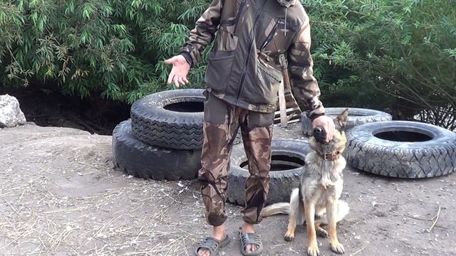 Обучение собаки поиску запаха человека ч 2 ( поиск Предмета) -Лпх Дом Велеса - жизнь за городом смотреть онлайн