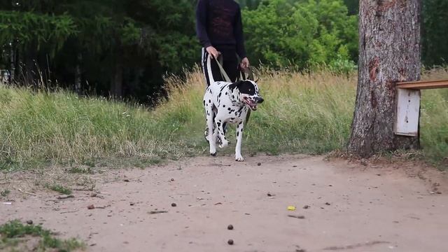 Далматин ( Далматинец ) | Все о породе