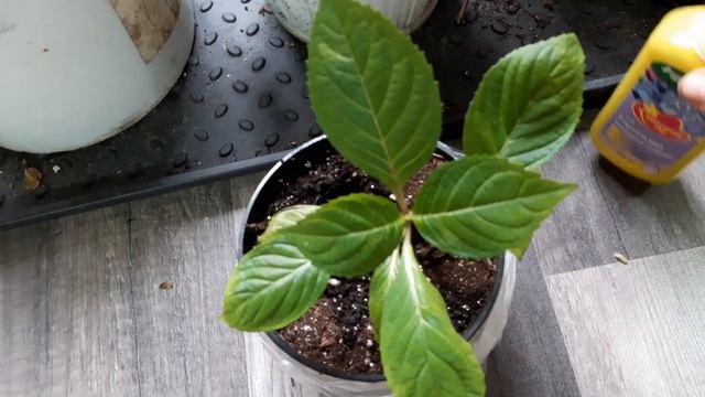 крупнолистная гортензия зимой смотреть онлайн