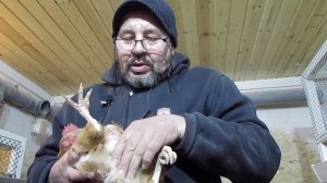 Как узнать что курица несется?