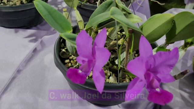 Exposição Na VIII Conferência Da Cattleya #walkeriana E #nobilior Em Uberaba 2022 Show De Orquídeas