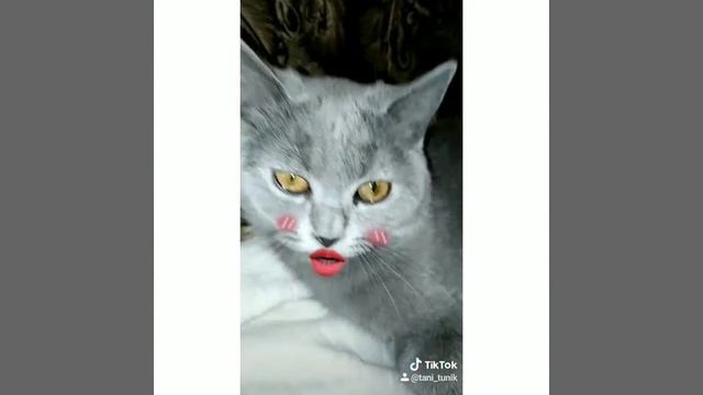 Кот поёт песню!!! смотреть онлайн