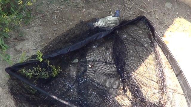Рыбалка на коммерческом водоёме "Панфилово" 18 августа 2019г смотреть онлайн