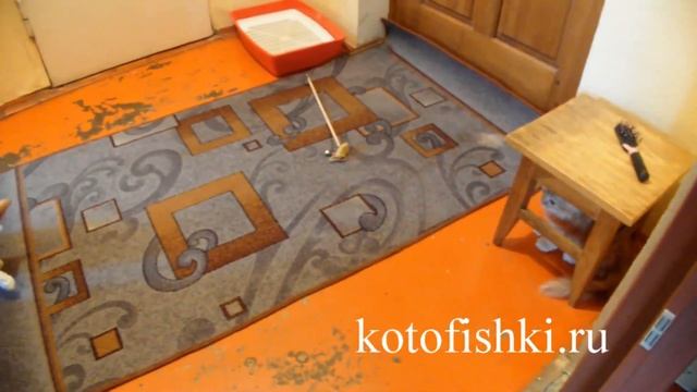 Бешеные коты охотятся друг на друга и запрыгивают на стены | Ginger cats rush about the apartment смотреть онлайн